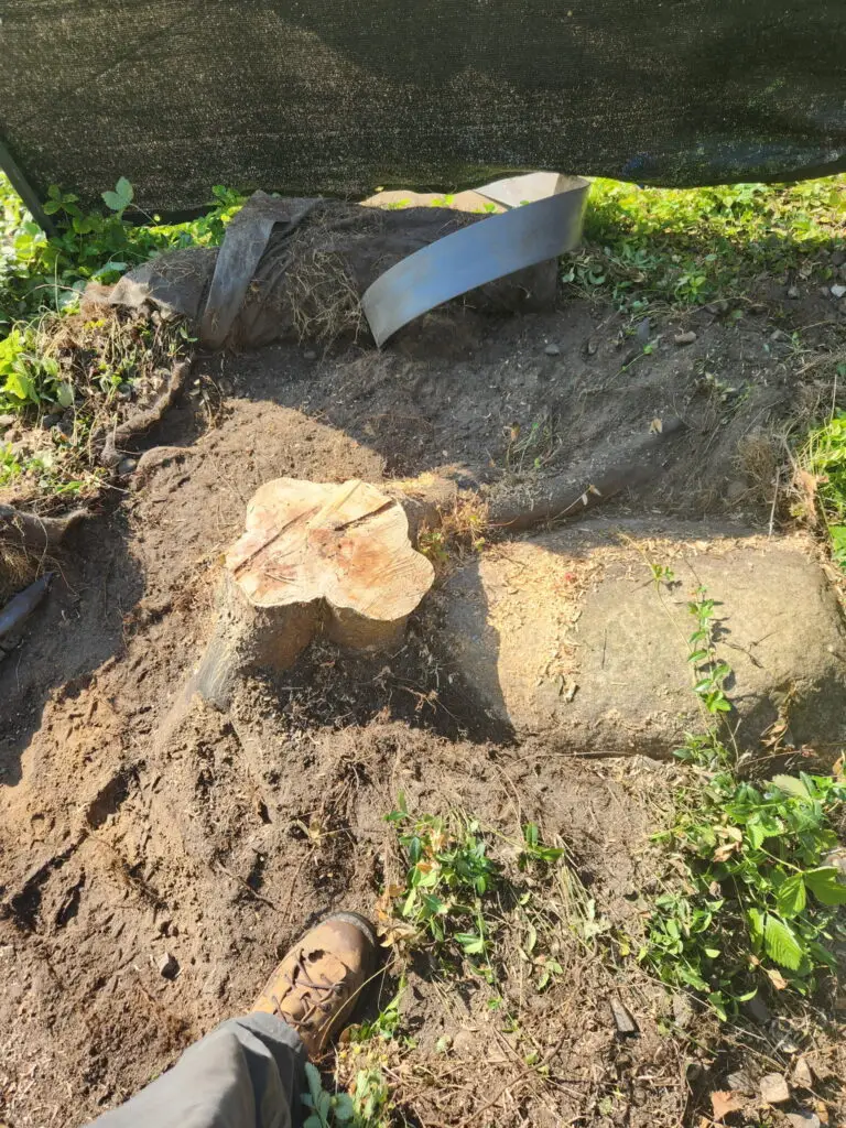 stump and rock